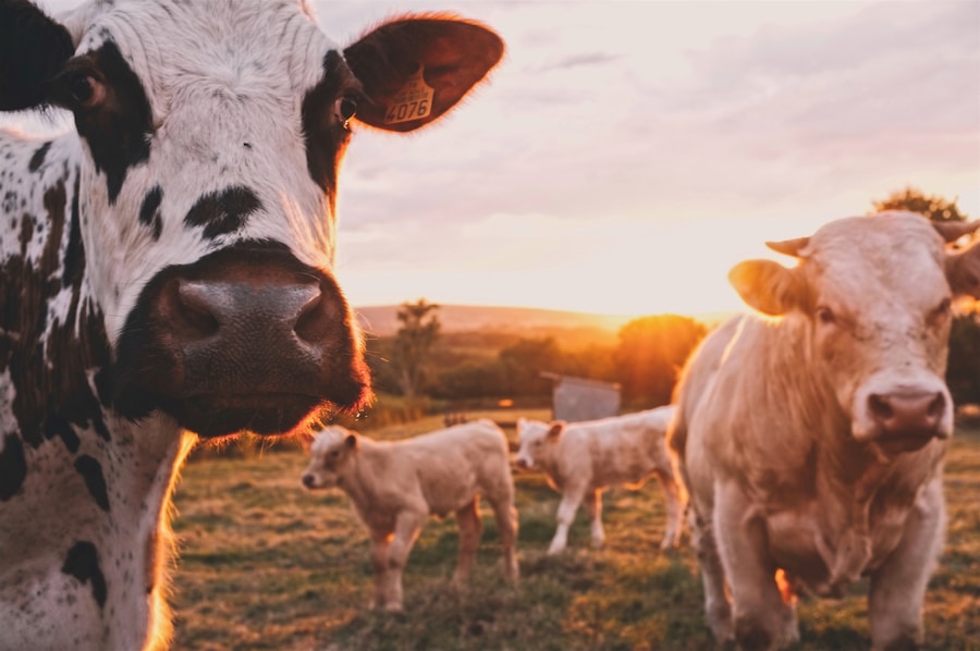 Cattle grazing on green farmland at golden hour representing Chipotle's Food with Integrity supply chain transparency campaign